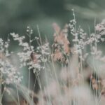 How did the term “flora” originate?