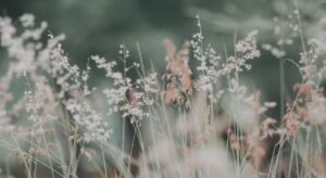 Flora