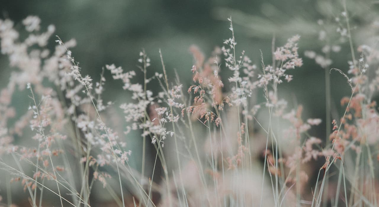 How did the term “flora” originate?