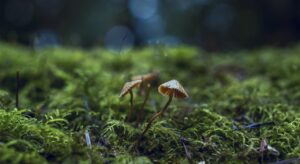 Mushrooms