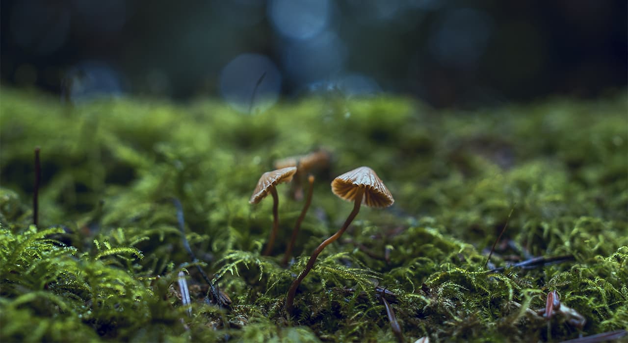 The structure of fungi