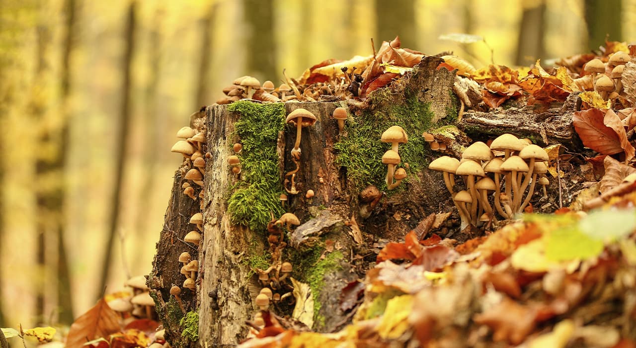The uniqueness of mushrooms