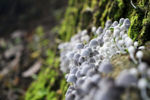 Mushrooms