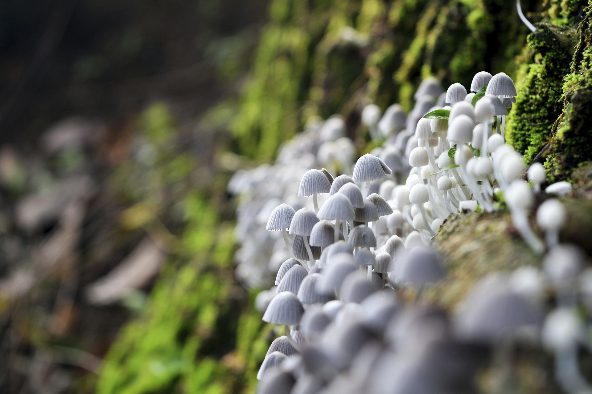 Where do mushrooms grow?