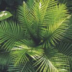 Flora classification