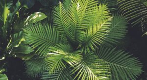 plant