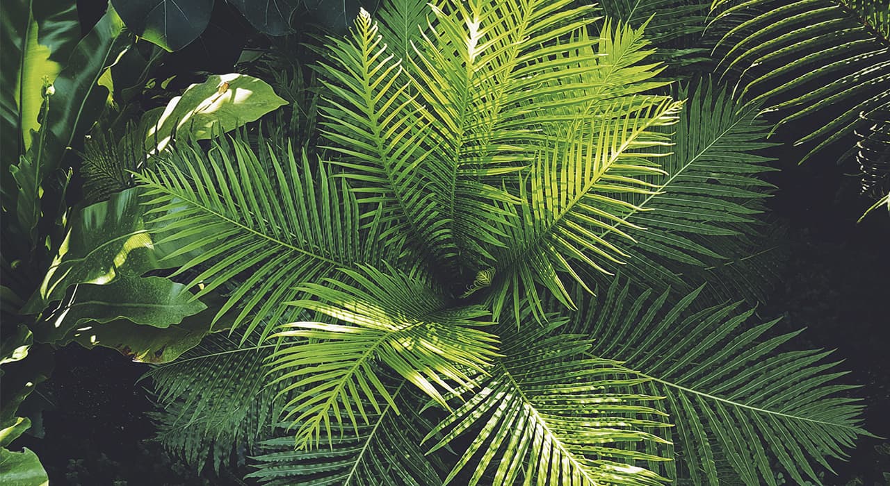Flora classification