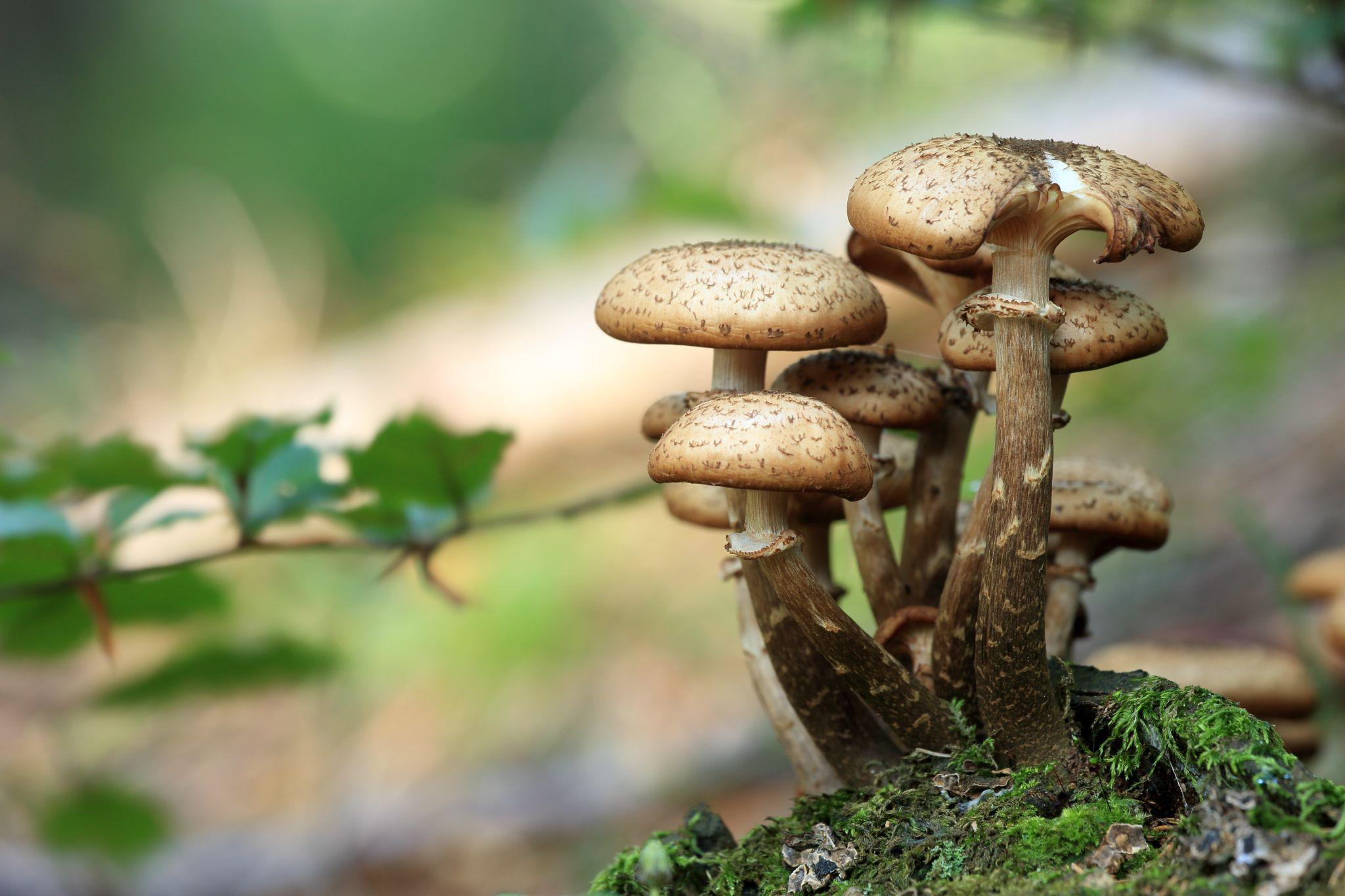 Mushrooms: Key Players in Nutrient Cycling and Decomposition