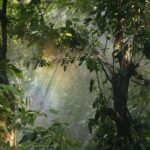 Plants of the Continents