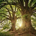 Eco-Friendly Entertainment: PayID Online Pokies and Nature Conservation