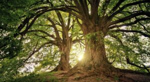 tree