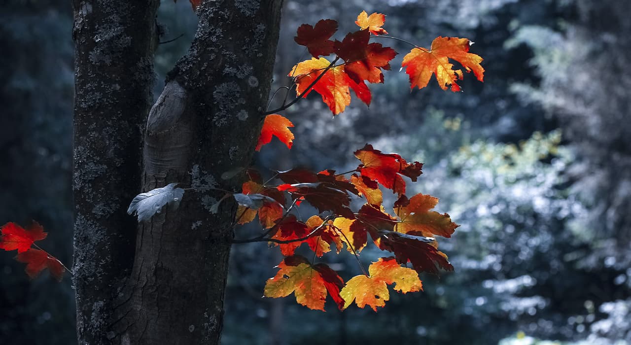 Types of woody plants in relation to heat and light-loving