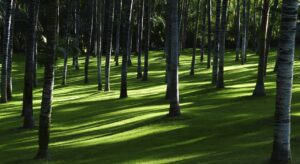 wood