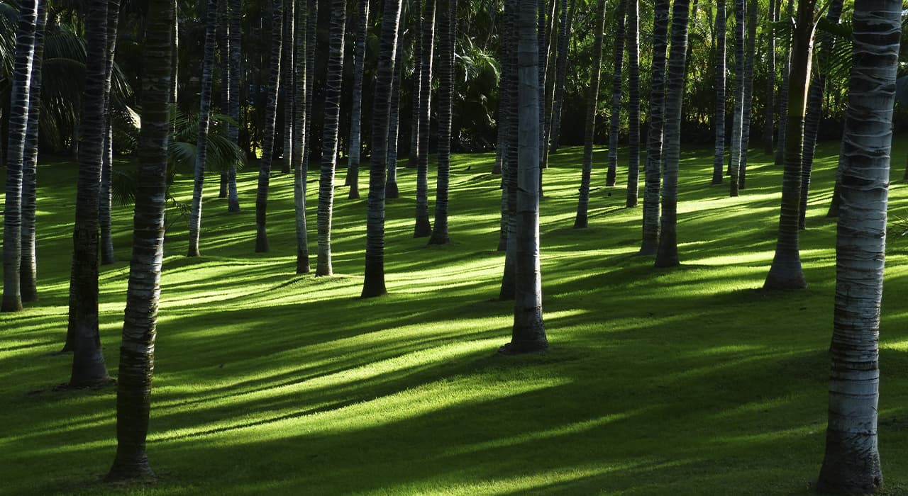 Biology of woody plants