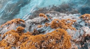 flora