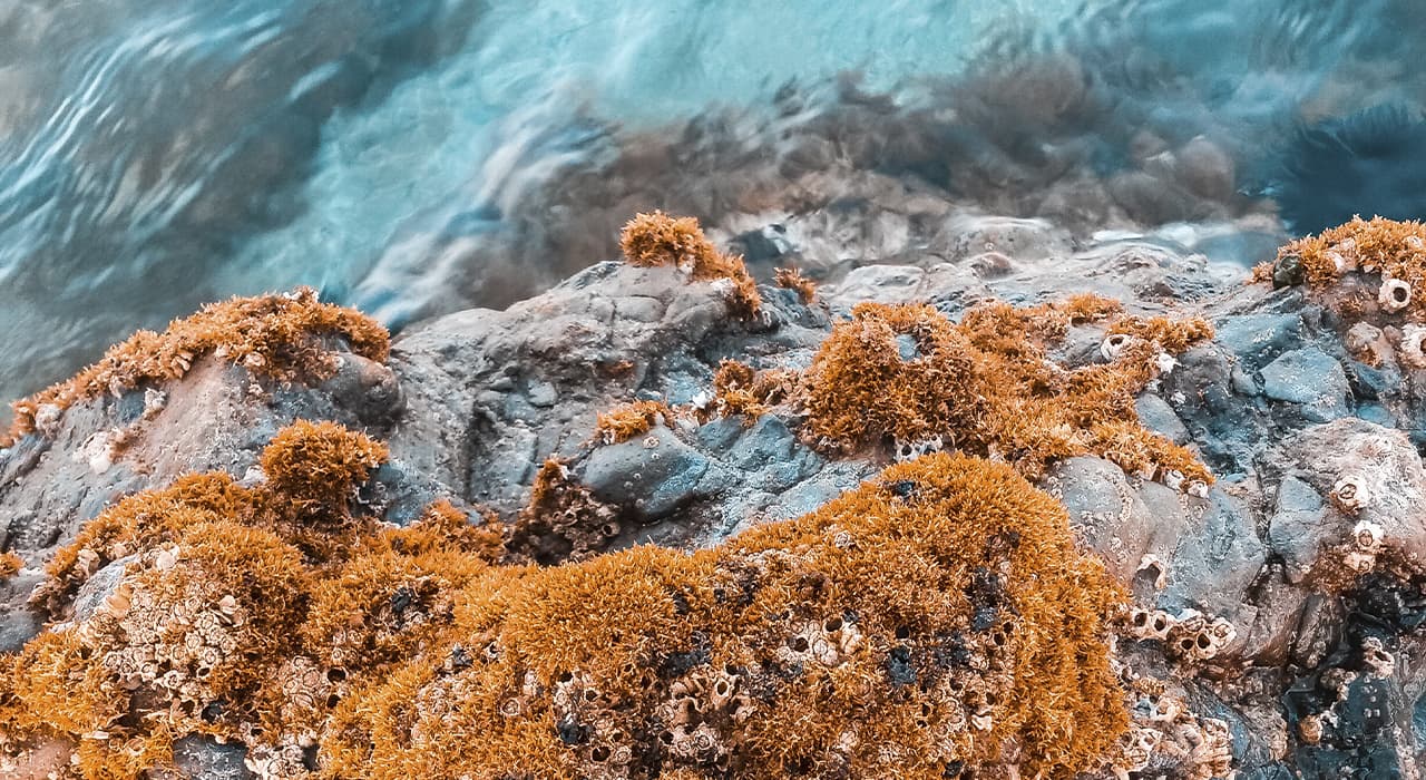 Seaweed