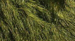 flora