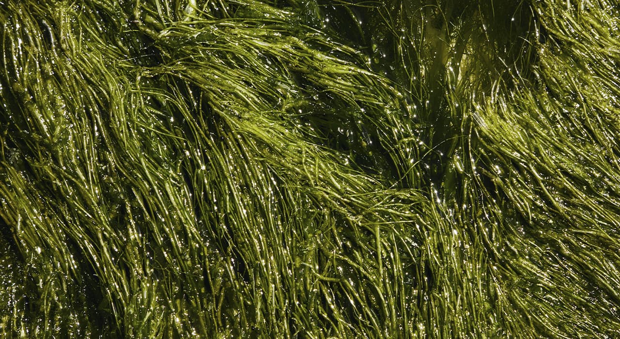 The importance of algae in nature and human life