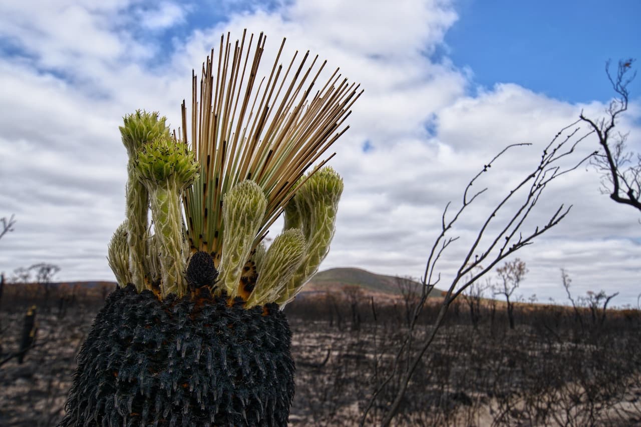 Flora of Australia