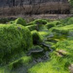 Algae’s Role in Carbon Capture and Climate Change Mitigation