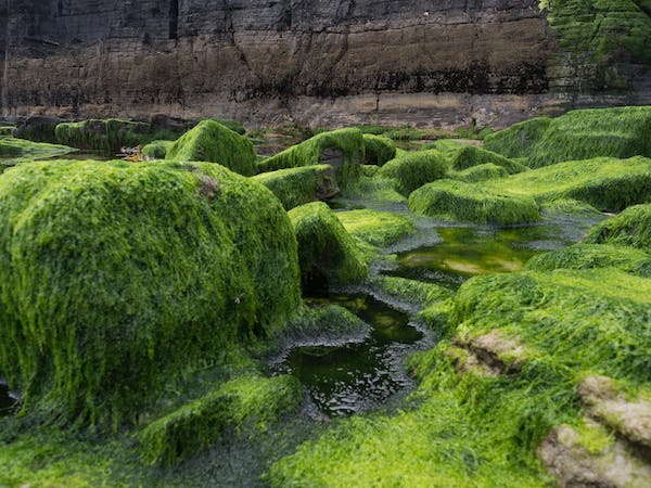 Algae’s Role in Carbon Capture and Climate Change Mitigation