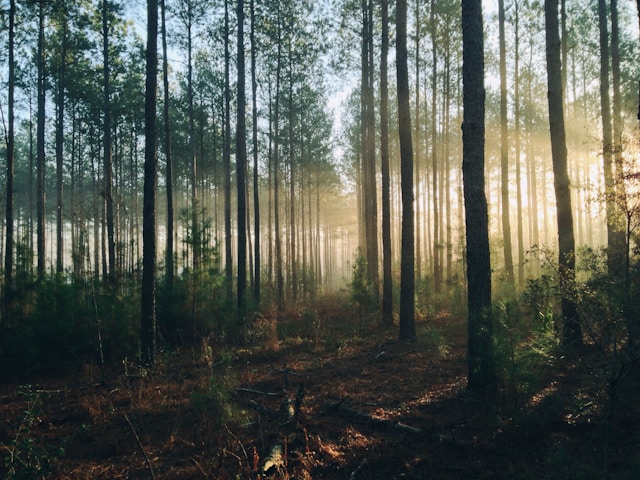 How to Craft Climate Messages That Matter on Social Media